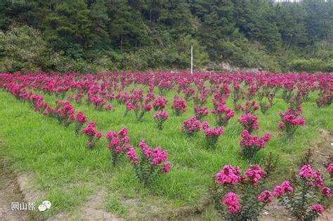 紫薇 種植